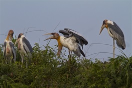  Success of Local Nest Protection Sparks Hope for Worldwide Conservation of Globally Endangered Greater Adjutant
